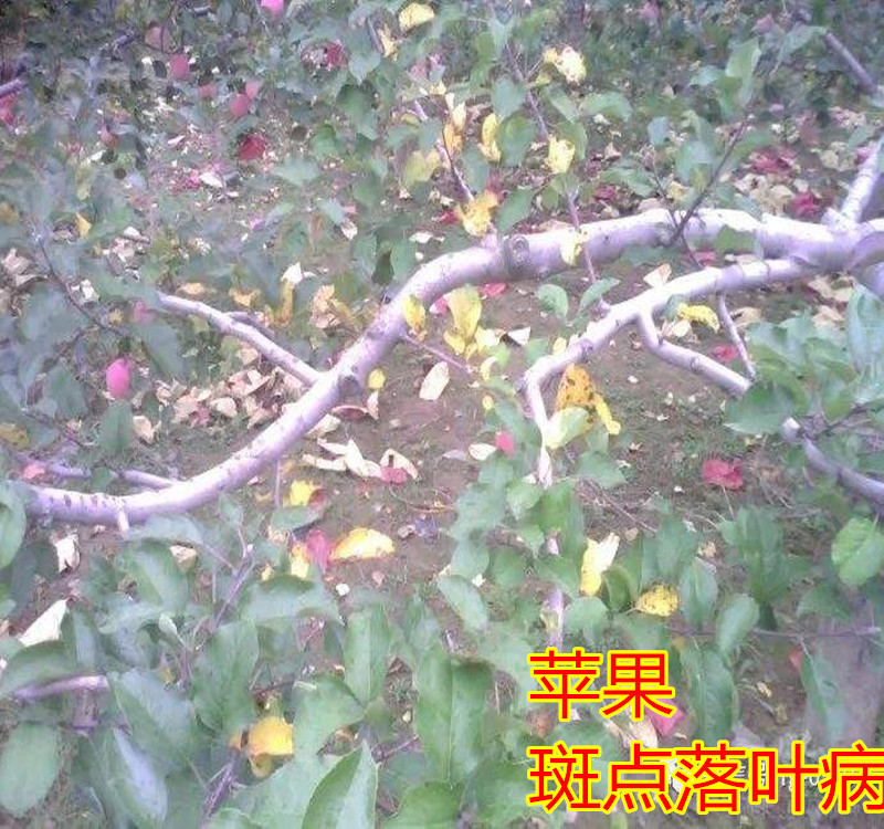 苹果斑点落叶病