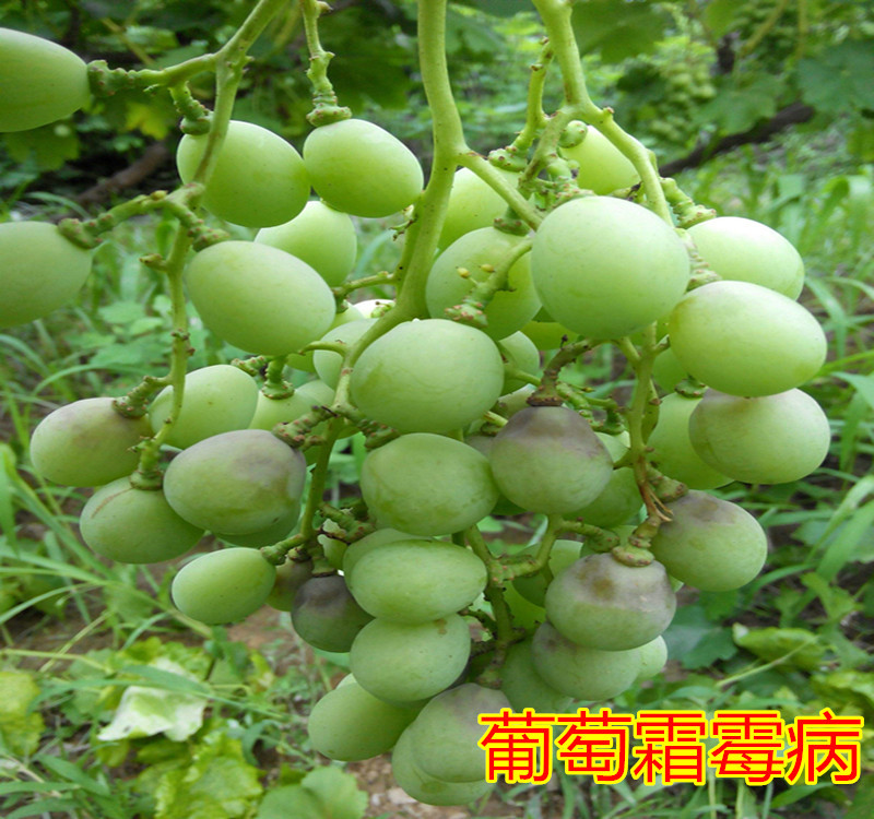 霜霉病_副本