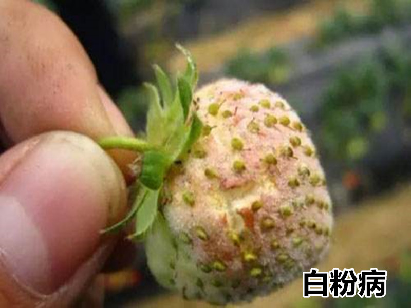 草莓白粉病
