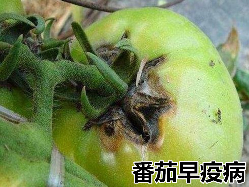番茄早疫病