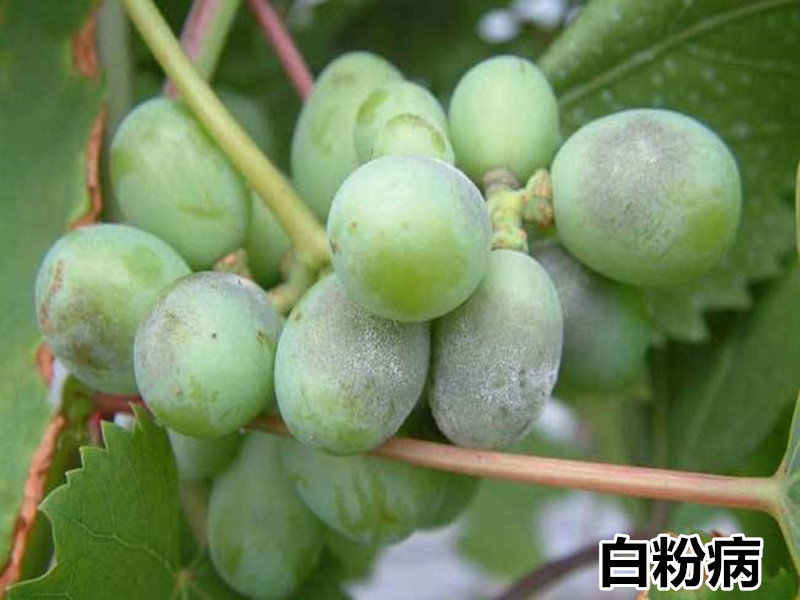 葡萄白粉病kkjf