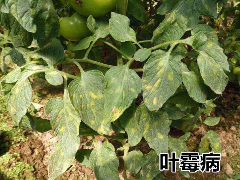 番茄叶霉病