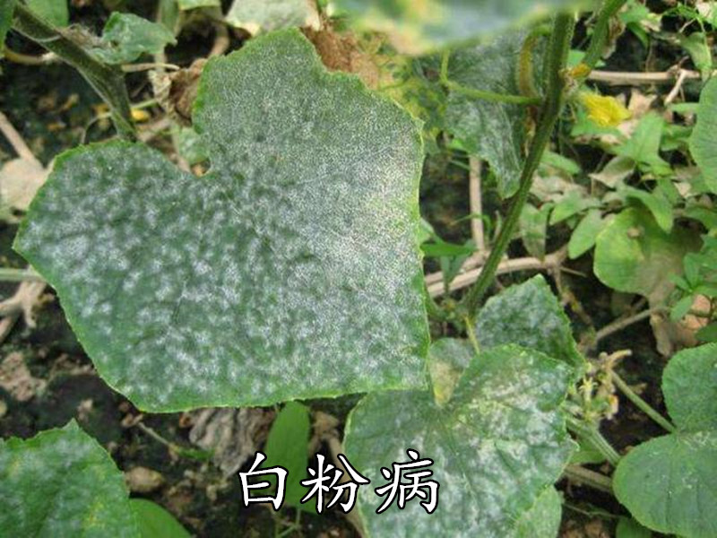黄瓜白粉病