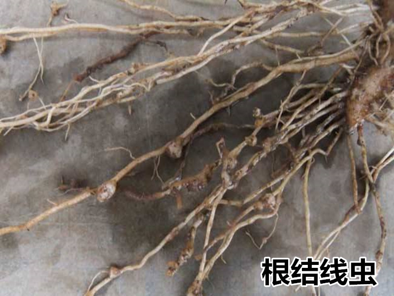 根结线虫
