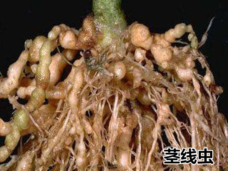 茎线虫