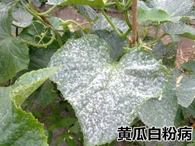 黄瓜白粉病