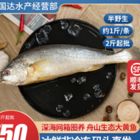 舟山黄花鱼新鲜冷冻东海生态大黄鱼鲜活深海海鲜水产1-1.3斤/条