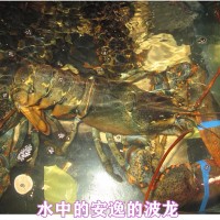 波龙波士顿龙虾鲜活大龙虾鲜活海鲜水产大澳洲澳龙1斤奥龙