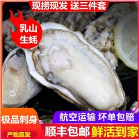 6斤威海乳山牡蛎生蚝鲜活海蛎子产地现捞现发可团购批发一件代发