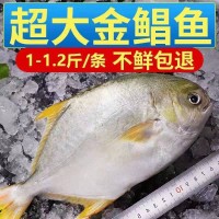 海捕金鲳鱼新鲜冷冻鲜活海鲜鱼大平鱼金昌鱼鳊鱼冰冻新鲜水产