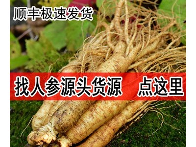 长白山鲜人参吉林带土鲜参东北特产人参煲汤泡酒500g顺丰包邮代发图3