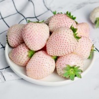 顺丰淡雪草莓 代发1/3新鲜应当季脆白雪公主水果非丹东牛奶莓