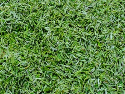 雨前信阳毛尖茶叶 新茶绿茶 高山毛尖信阳毛尖2021新茶 产地直销图4