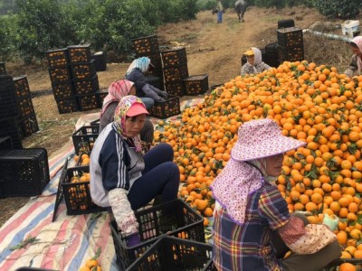 沃柑新鲜水果广西武鸣沃柑当季时令柑桔橘子汁多味甜皮薄现摘现发图5