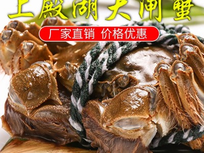 上殿湖大闸蟹 优良好螃蟹 厂家直供 价格更加优惠图2