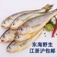【宁波象山】东海新鲜小黄鱼 黄花鱼3/4 冷冻小黄鱼江浙沪包邮