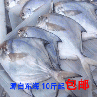 东海鲳鱼 冷冻新鲜白鲳鱼5斤起江浙沪包邮 宁波象山批发新鲜水产