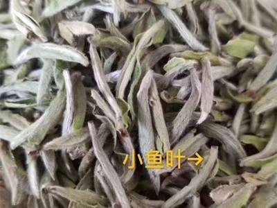 2021年福鼎白茶 高山日晒明前头采白毫银针 茶叶500克散装批发图4