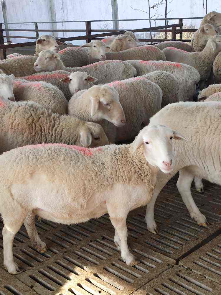 澳洲白绵羊澳洲白绵羊养殖技术