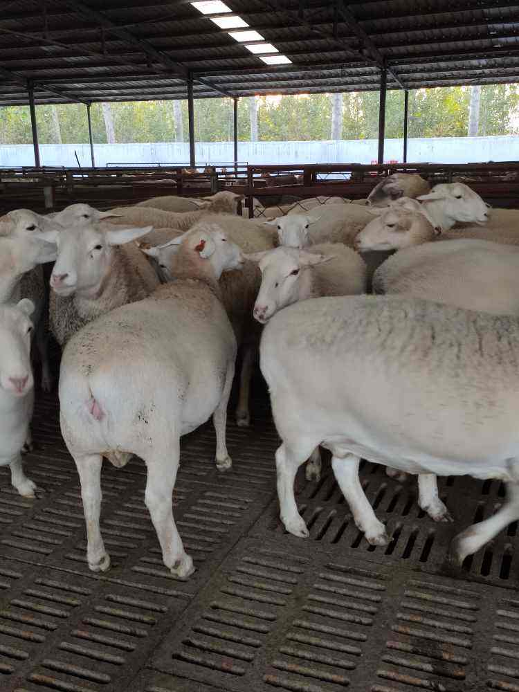 澳洲白绵羊澳洲白绵羊养殖技术