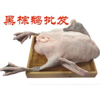 专营烧腊原材料黑棕鹅 白鸭 乳鸽 三黄鸡 清远鸡等三鸟类系列产品