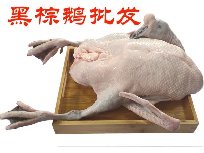 专营烧腊原材料黑棕鹅 白鸭 乳鸽 三黄鸡 清远鸡等三鸟类系列产品图3