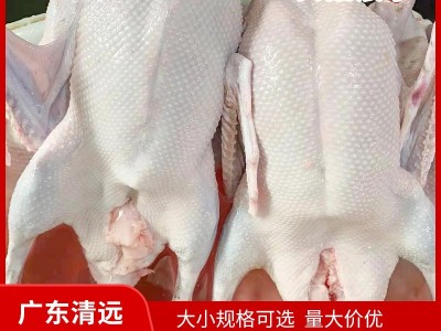 广东清远黑棕鹅适用于港式烧鹅醉鹅白切鹅等当天下单当天发货图3