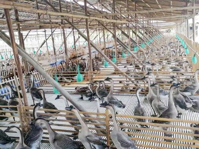 做鹅专业户批发深井烧鹅碌鹅醉鹅卤鹅烧鹅原材料适用于广东清远图3