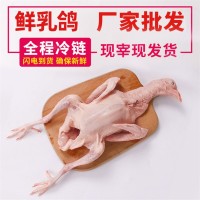批发乳鸽肉鸽白条鸽冰冻乳鸽白条鸽白羽王肉鸽脱毛去内脏乳鸽