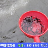 北京5-7公分重口裂腹鱼养殖基地