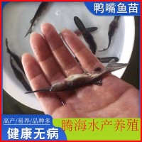 (淡水养殖）鸭嘴鱼苗供应 3-10厘米美国鸭嘴鱼苗 匙吻鲟鱼苗