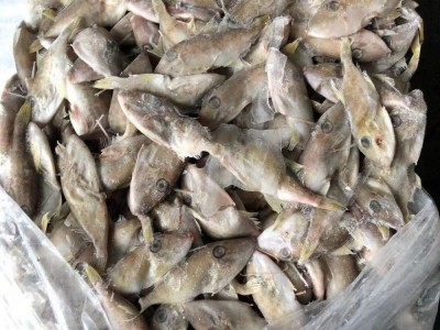 小马面鱼 迷你扒皮鱼 耗儿鱼 剥皮鱼 深海鲜活冻 海鲜 剥皮鱼干图2