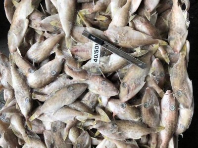 小马面鱼 迷你扒皮鱼 耗儿鱼 剥皮鱼 深海鲜活冻 海鲜 剥皮鱼干图3