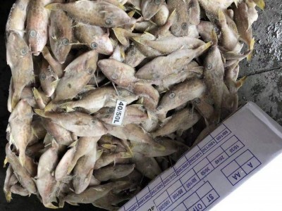 小马面鱼 迷你扒皮鱼 耗儿鱼 剥皮鱼 深海鲜活冻 海鲜 剥皮鱼干图4