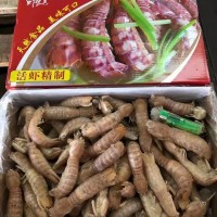皮皮虾姑 全规格批发，适合中西餐，海鲜自助，火锅，日料，烧烤