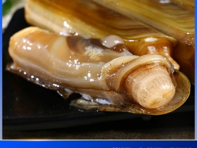 现货竹节蛏海鲜 鲜活新鲜竹蛏手指蛏竹蛏王大蛏子野生水产图4