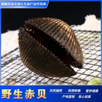 东港产地海鲜贝类赤贝批发 鲜活蛤蜊 大毛蛤血蛤贝类火锅食材