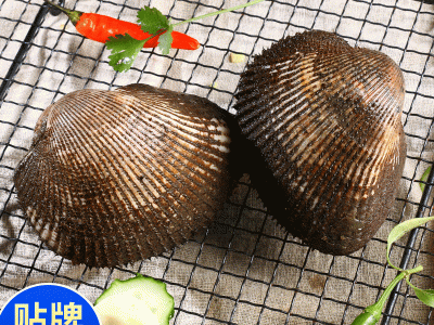 东港产地海鲜贝类赤贝批发 鲜活蛤蜊 大毛蛤血蛤贝类火锅食材图3