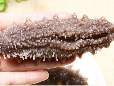 【自营工厂现货】 大连鲜食海参500克鲜食海参批发非半干非即食图3