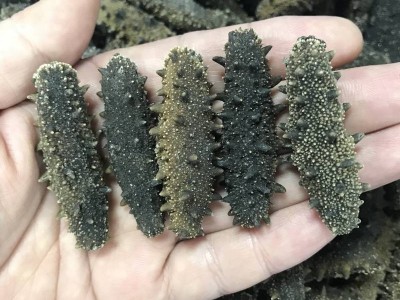 【吉贺舟】自营淡干海参50克试用装海参干货批发海参批发仁堂同款图4