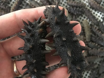 加工定制各类干参.拉缸盐.即食海参图2