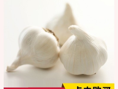 厂家 大蒜头 新鲜白皮大蒜 新鲜普白大蒜 代加工图3