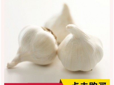 厂家 大蒜头 新鲜白皮大蒜 新鲜普白大蒜 代加工图2