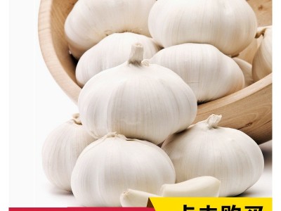 批发邳州大蒜普白大蒜出口代加工大蒜量大从优图3