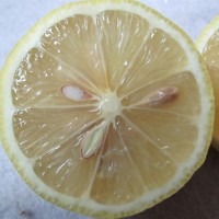 安岳尤力克柠檬新鲜水果黄柠檬皮薄多汁丑果榨汁果5斤一件代发