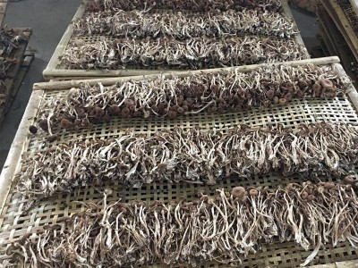 不开伞茶树菇干货无硫新货500g小包装散装 农家自产煲汤炖罐材料图3