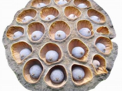供应人工通心莲—机器磨皮通心莲—广昌白莲—湖南湘莲—福建建莲图5