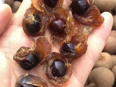 果场工厂加工生产桂圆干整箱散装大量批发优质高州8a新货龙眼干图4