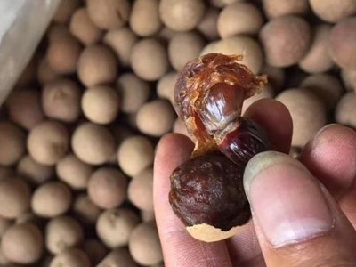 果场工厂加工生产桂圆干整箱散装大量批发优质高州8a新货龙眼干图5