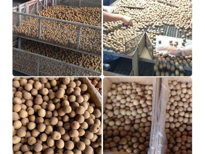 优质桂圆干整箱大量批发高州特大果龙眼干散装8a新货级厂家直发图5